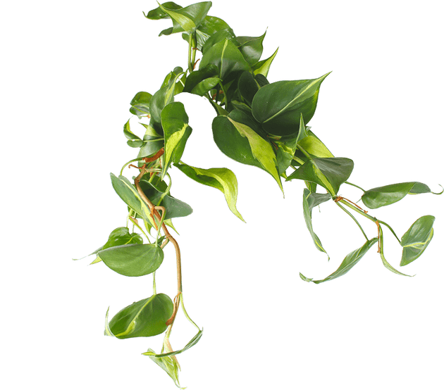 philodendron scandens verzorging Philodendron scandens brasil kopen