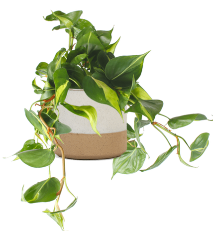Philodendron scandens "brasil" (Heartleaf philodendron) (S) (30cm)