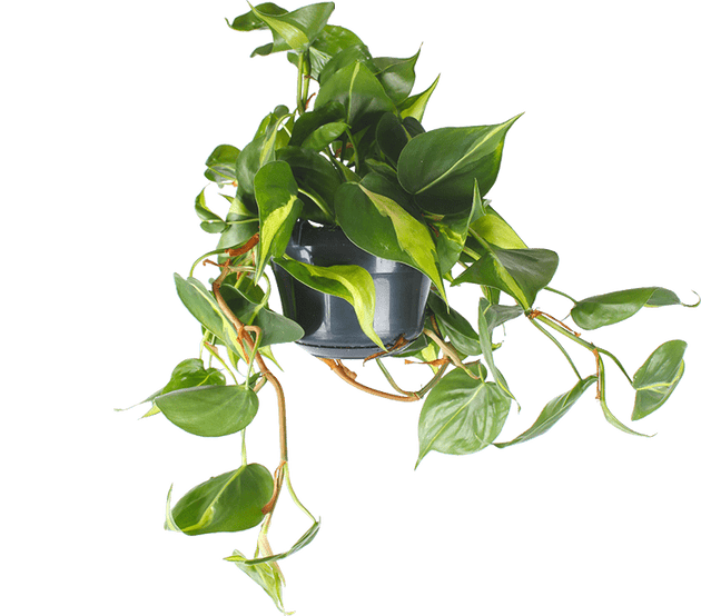 philodendron brasil verzorging Philodendron scandens brasil kopen