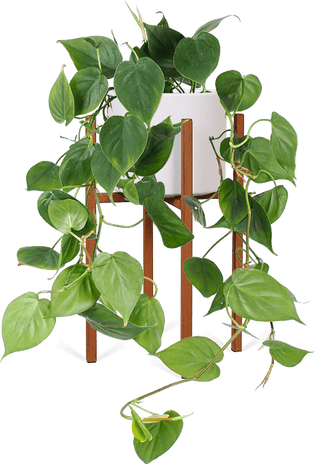 Philodendron scandens (Heartleaf philodendron) (M)