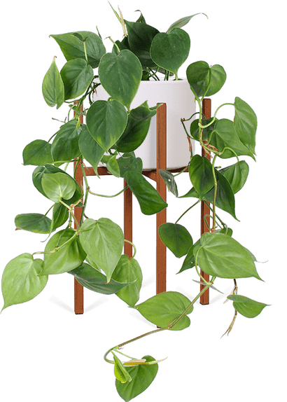Philodendron scandens (Heartleaf philodendron) (M)