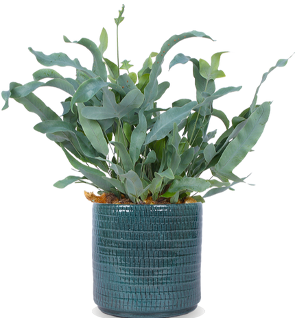 Phlebodium blue star (Blauwvaren) (S)