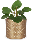 Pilea Peperomioides XS