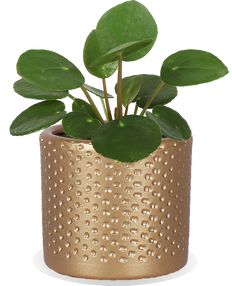 Pilea Peperomioides XS