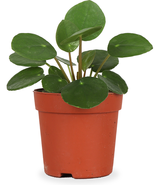 Pilea Peperomioides XS