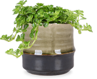 Pilea depressa (Kanonplantje) (XS)
