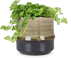 Pilea depressa (Kanonplantje) (XS)