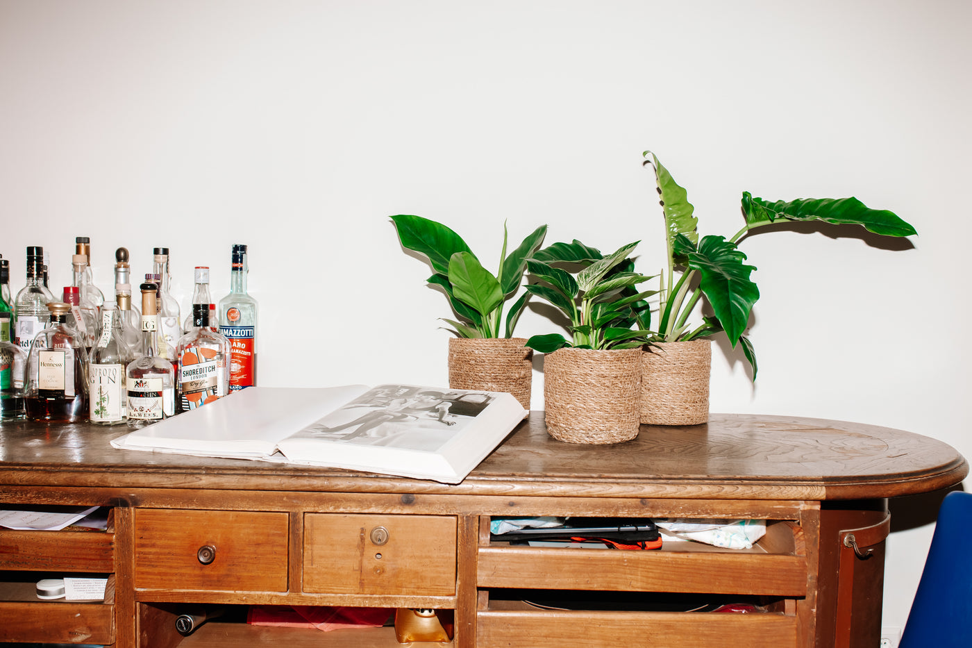 Philodendron birkin (S) inspiratie 4
