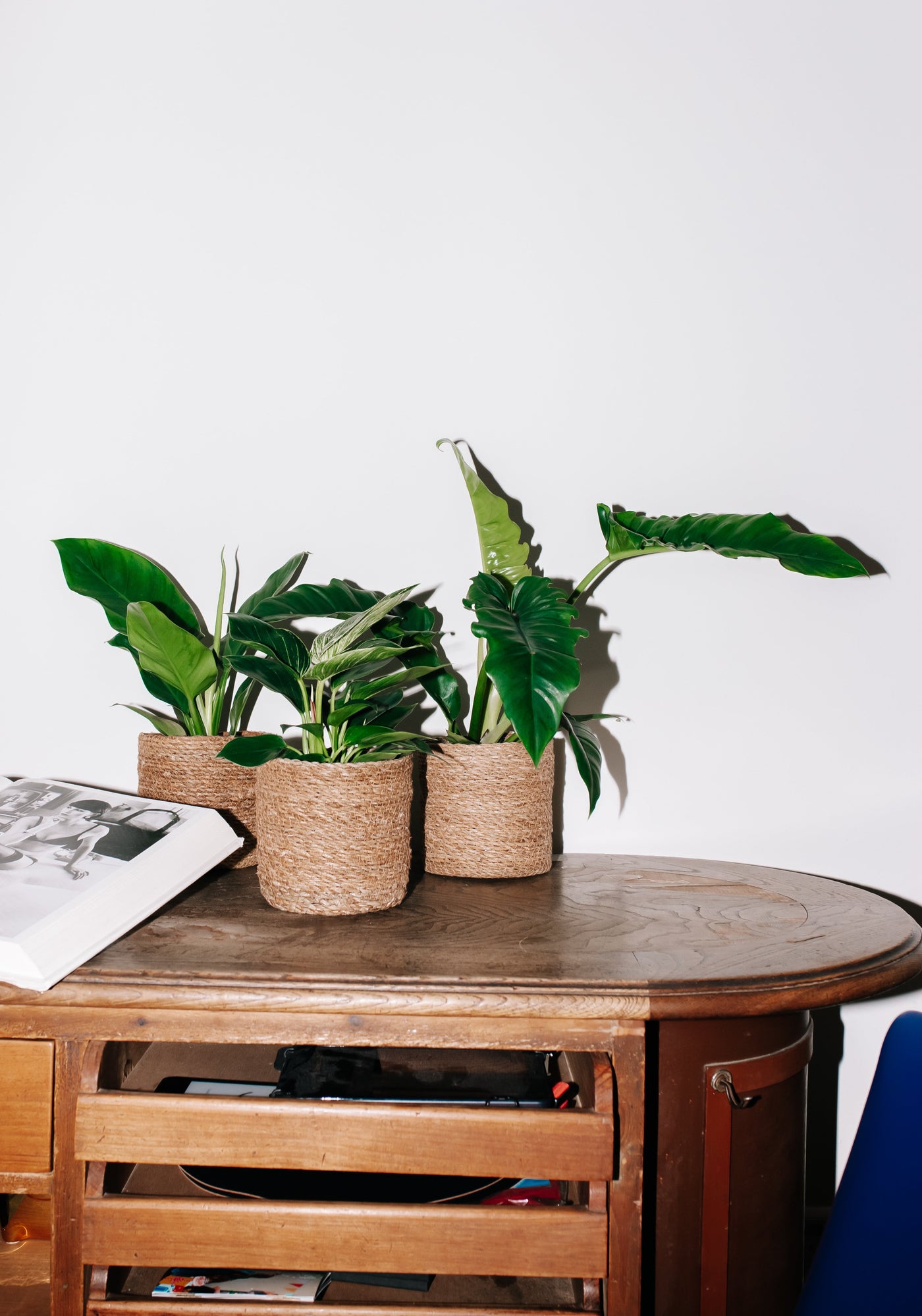 Philodendron birkin (S) inspiratie 5