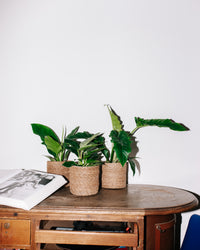 philodendron imperial green verzorgen Philodendron Imperial Green kopen? | Adonis