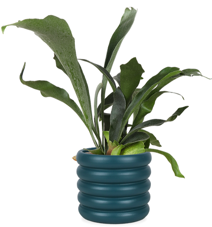 Platycerium (Herfsthoornvaren) (S)