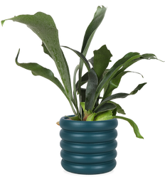 Platycerium (Hertshoornvaren) (S)