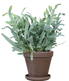 Phlebodium blue star (Blauwvaren) (M)