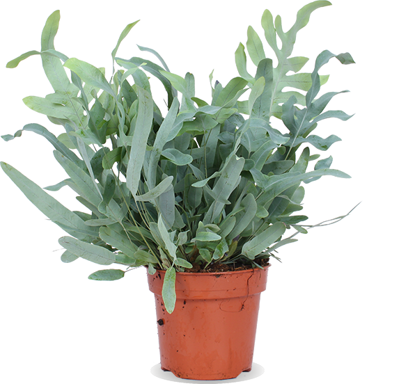 Phlebodium blue star (Blauwvaren) (M)