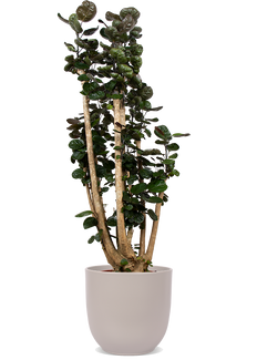 Polyscias fabian (Aralia) (XL)