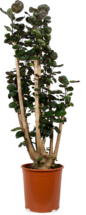 Polyscias fabian (XL)