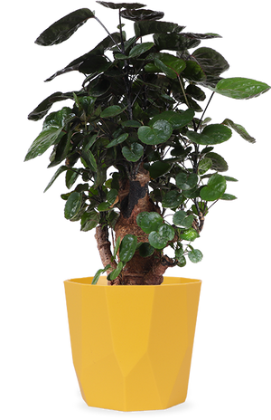 Polyscias fabian bonsai (S)