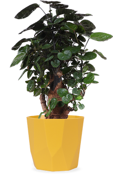 Polyscias fabian bonsai (S)