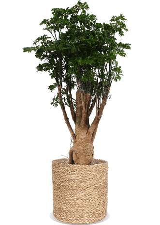 Polyscias parsley bonsai (M)