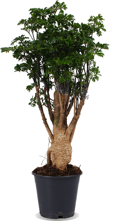 Polyscias Parsley Bonsai kopen? | Sam