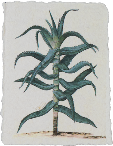 Plant poster (Aloë)