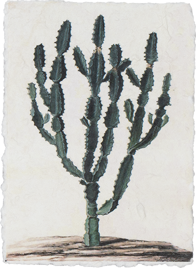 Plant poster (Triangularis)