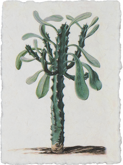 Plant poster (Trichona)