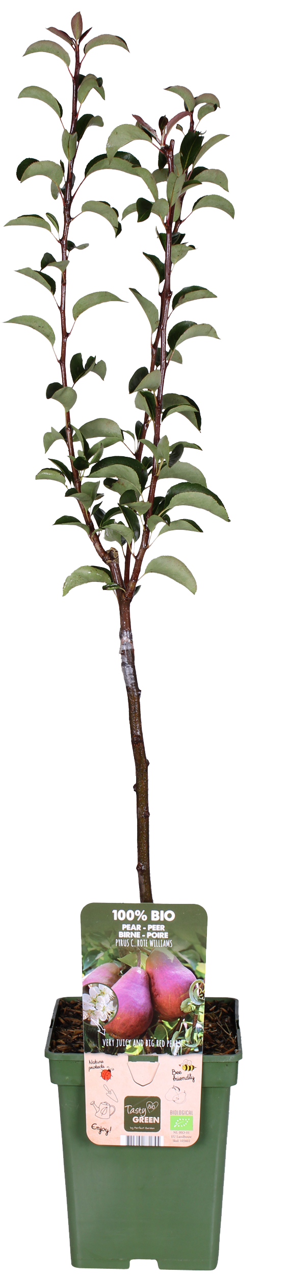 Perenboom (Pyrus communis rote williams) (M)