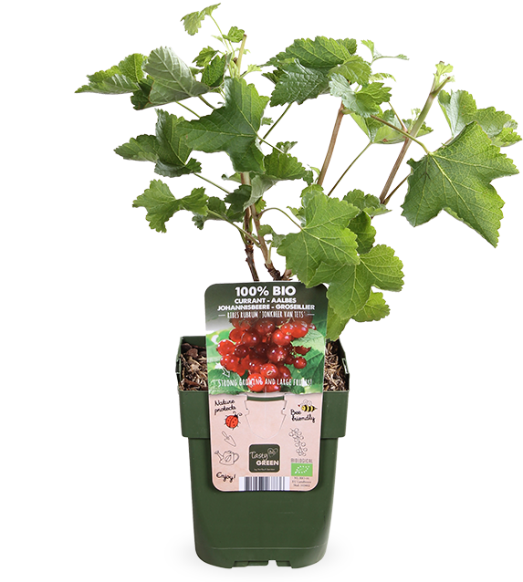 Aalbes (Ribes ribest)