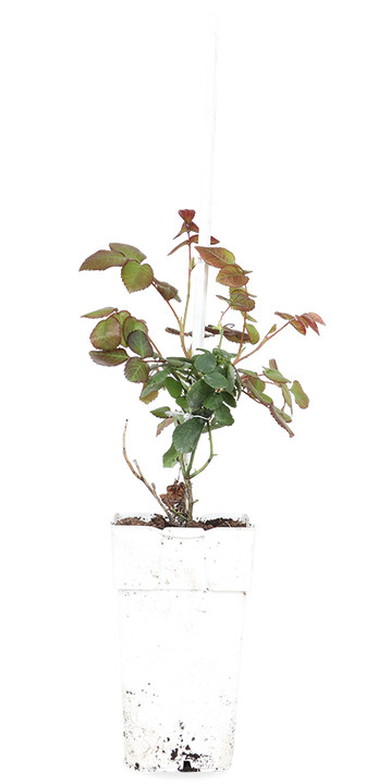 Rosa "crazy in love" (Doorbloeiende klimroos) (M)
