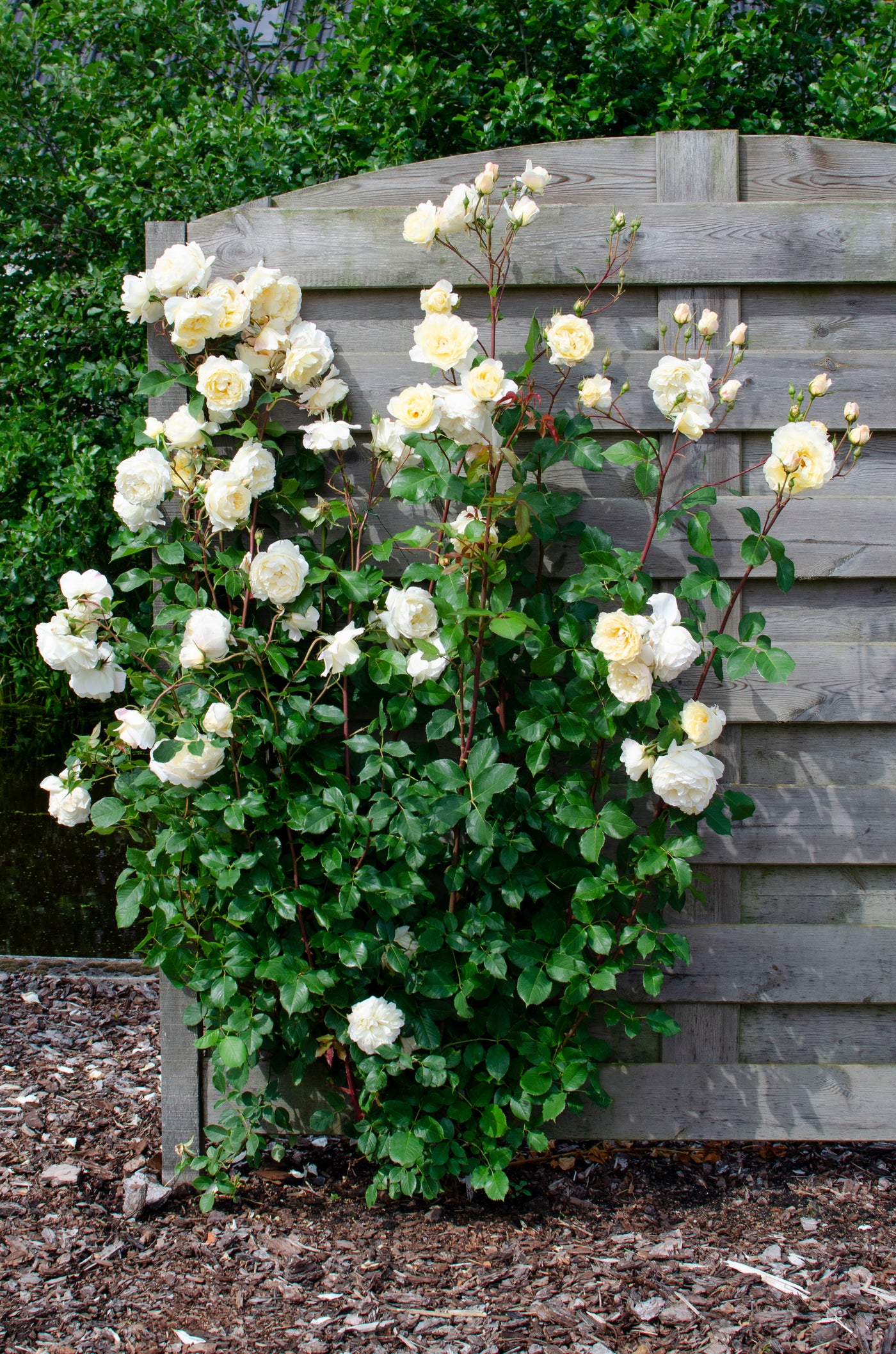 inspiratie