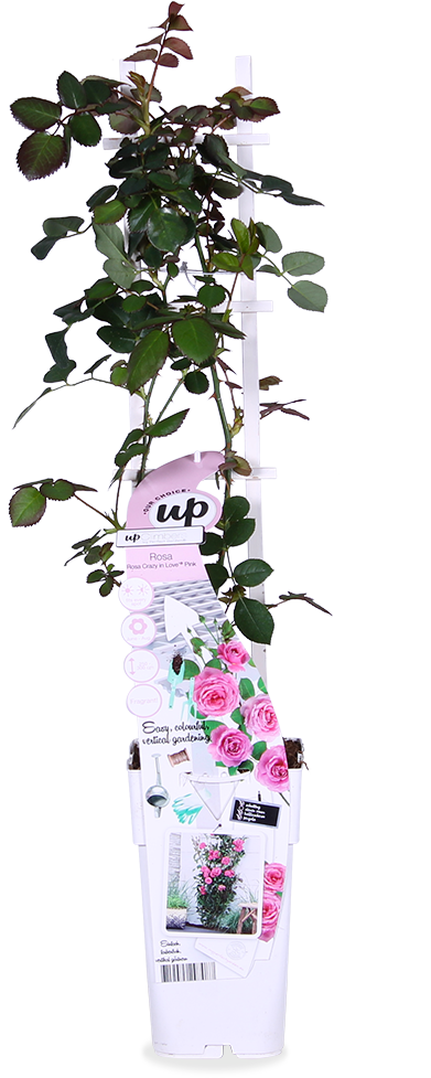 Doorbloeiende klimroos (M) (Rosa "crazy in love")