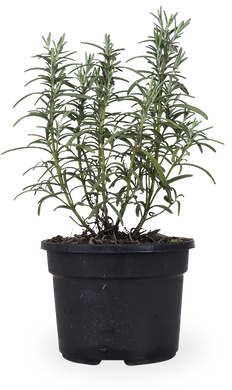 Rozemarijn (Rosmarinus officinalis)