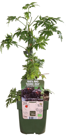 Doornloze zwarte braam (Rubus fruticosus)