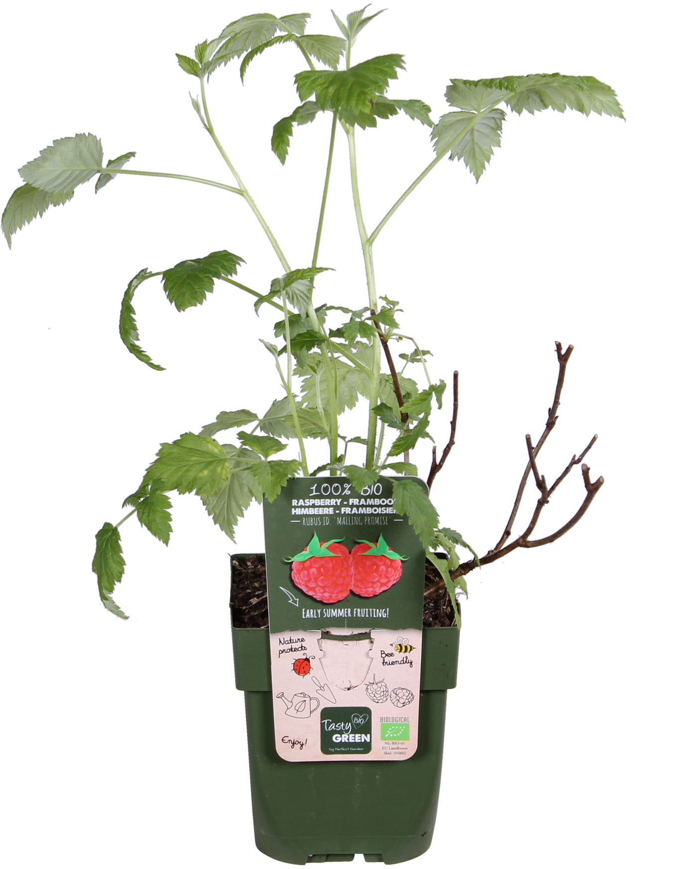 Framboos (Rubus ideaus) (S)