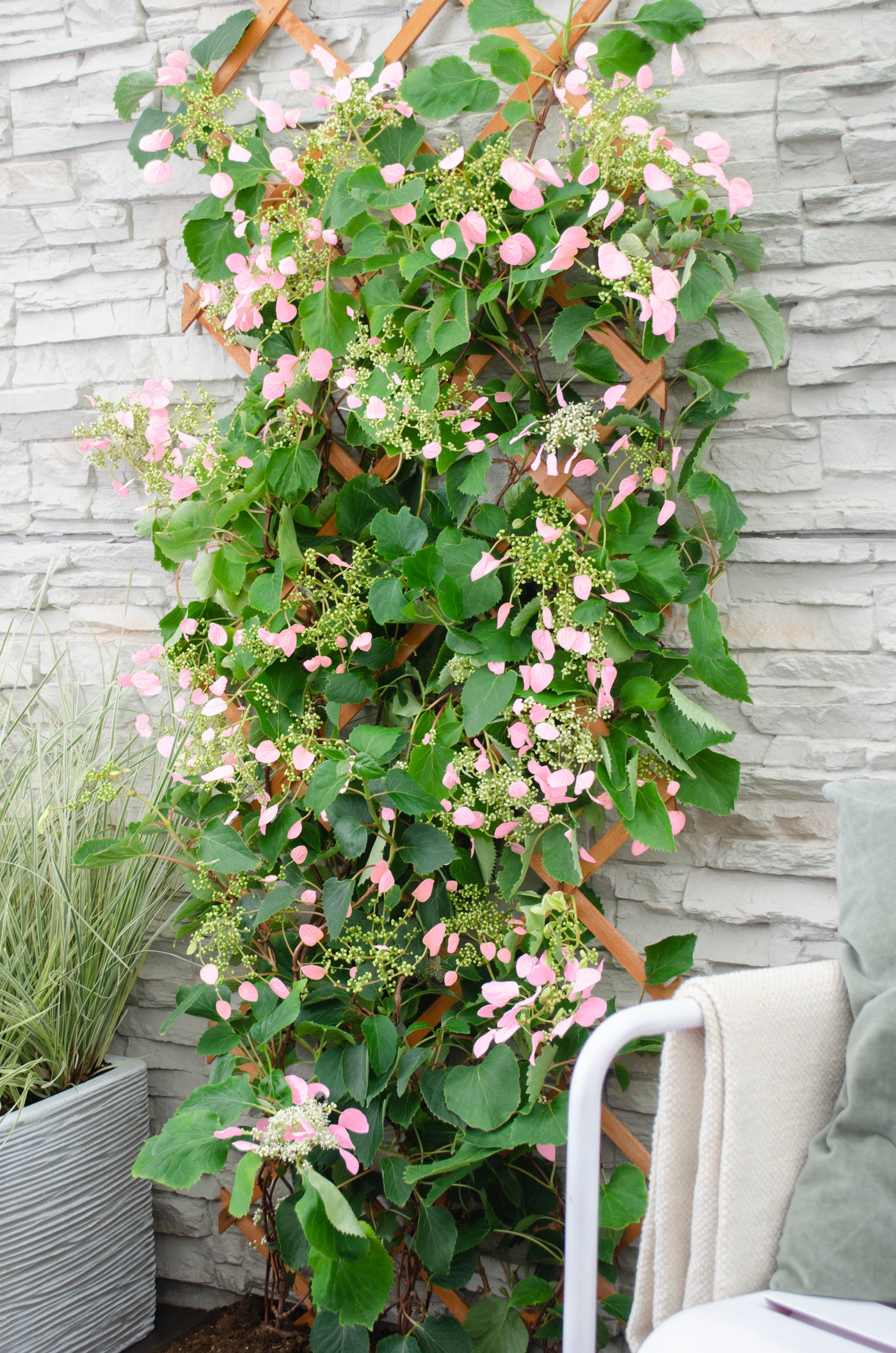 Schizophragma hydrangeoides "rose sensation" (Schijn hortensia) (M) inspiratie 2