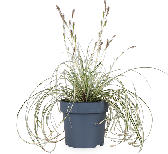 Bontbladige zegge (S) (Carex hachijoensis "evergold")