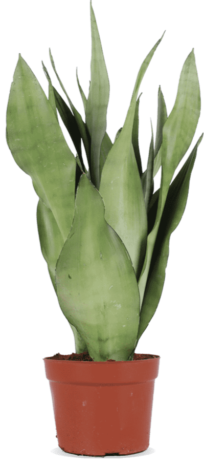 Sansevieria moonshine (Vrouwentong) (S)
