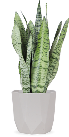Sansevieria zeylanica (Vrouwentong) (S)