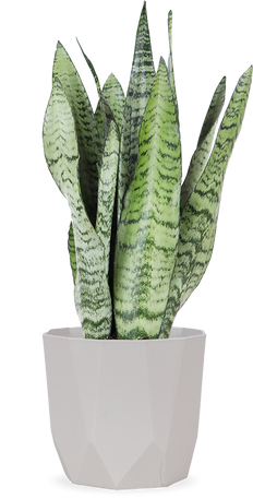 Sansevieria zeylanica (Vrouwentong) (S)