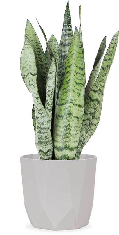 Sansevieria zeylanica (Vrouwentong) (S)