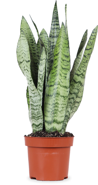 Sansevieria zeylanica (Vrouwentong) (S)