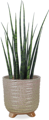 Sansevieria fernwood mikado (Vrouwentong) (S)