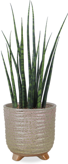 Sansevieria fernwood mikado (Vrouwentong) (S)
