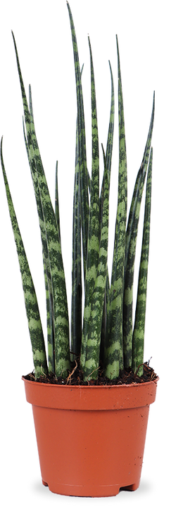 Sansevieria fernwood mikado (Vrouwentong) (XS)