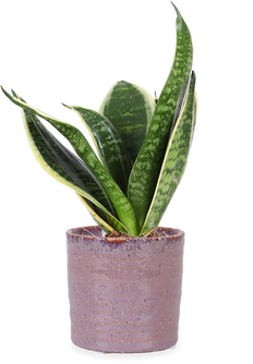 Sansevieria golden edge (Vrouwentong) (XS)