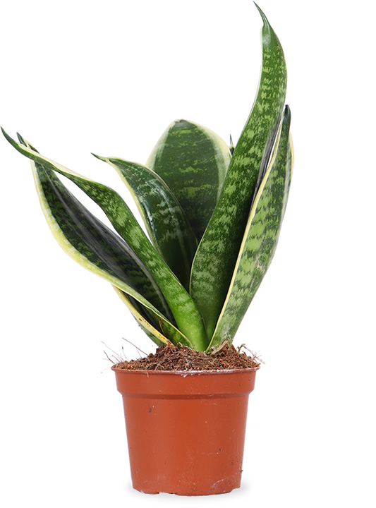 Sansevieria golden edge (Vrouwentong) (XS)