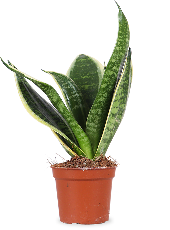 Sansevieria golden edge (Vrouwentong) (XS)