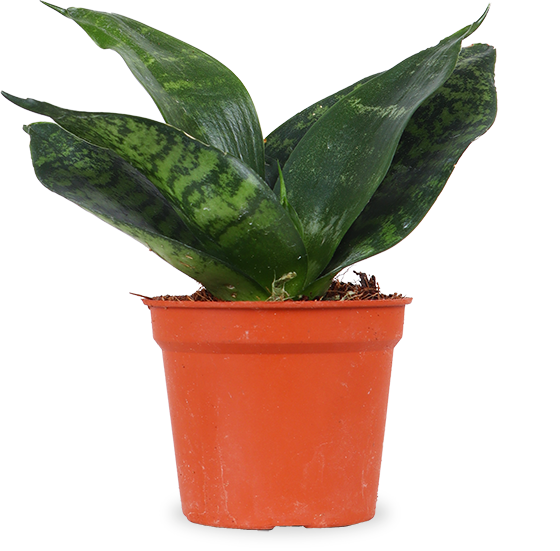 Sansevieria hahnii black (Vrouwentong) (XS)