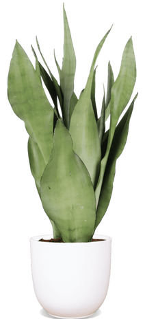 Sansevieria moonshine (Vrouwentong) (S)